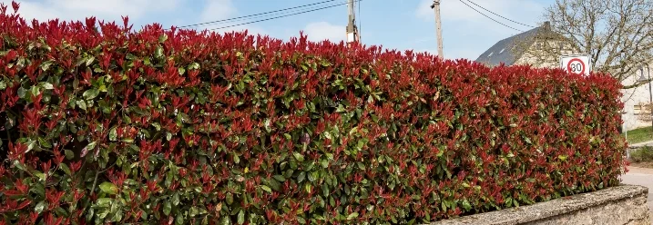Rote Hecke an einer Straße